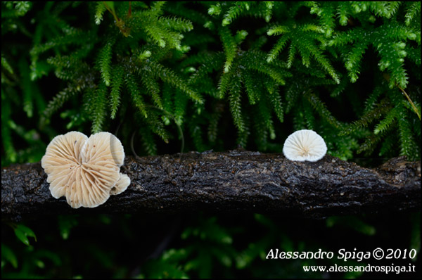 aspiga_funghi_16_600.jpg