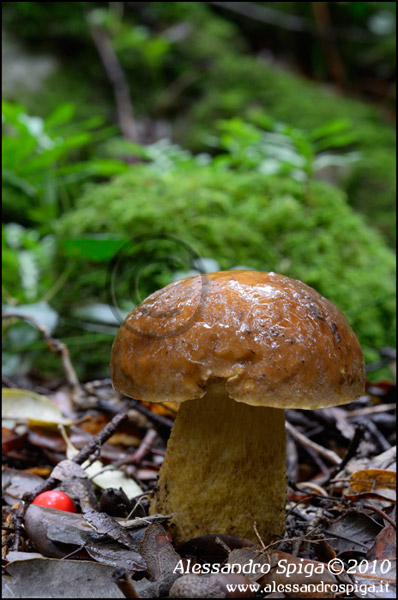 aspiga_funghi_22_600.jpg